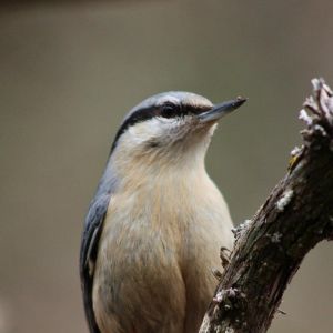 Hi El Bu Mirador Pajaros 1