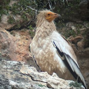 Hi El Bu Mirador Pajaros 12
