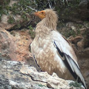 Hi El Bu Mirador Pajaros 13