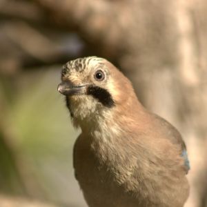 Hi El Bu Mirador Pajaros 16