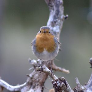 Hi El Bu Mirador Pajaros 17