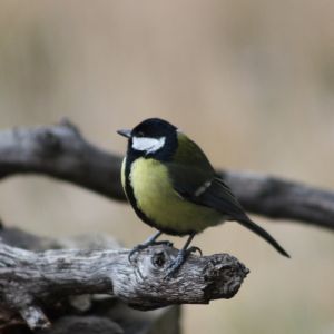 Hi El Bu Mirador Pajaros 19