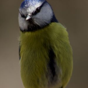 Hi El Bu Mirador Pajaros 20