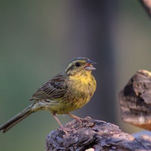 Hi El Bu Mirador Pajaros 23