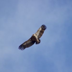 Hi El Bu Mirador Pajaros 24