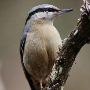 Hi El Bu Mirador Pajaros 26
