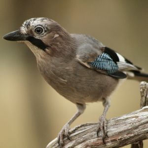 Hi El Bu Mirador Pajaros 4